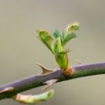 lente-nieuw leven