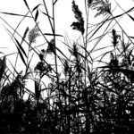 stil mei-20